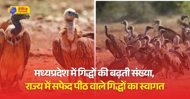 भोपाल के वन विहार में सफेद पीठ वाले गिद्ध है।